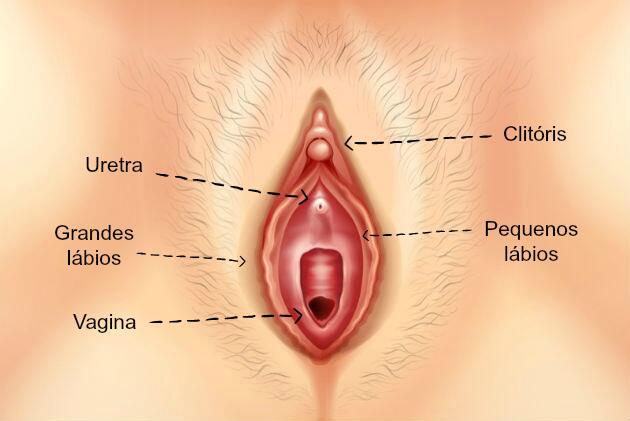 Vida sexual 9 vulva