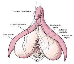Vida sexual 14 clitoris