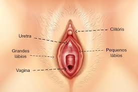 Vida sexual 15 vulva